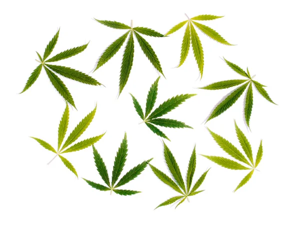 Grüner Hanf Ganjablatt Auf Weißem Isolierten Hintergrund Cannabis Blätter Marihuana — Stockfoto