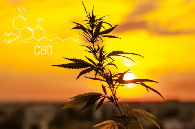 Kimyasal formül Cbd cannabidiol görüntü ile esrar esrar. Cbd molekül yapısal model. Hasat zamanı güneş önce yasal kenevir alanı