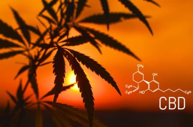 Esrar formül Cbd. şifa esrar kavramının. Cannabidiol molekülünün yapısal modeli