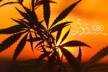 Esrar formül Cbd. şifa esrar kavramının. Cannabidiol molekülünün yapısal modeli