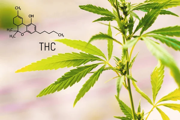 Tetrahydrocannabinol Und Chemische Formel Strukturmodell Des Thc Moleküls Premium Marihuana — Stockfoto