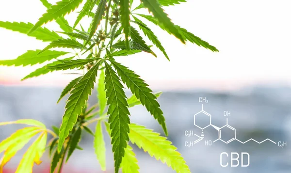Cannabis Formula Cbd Cannabidiol Concept Using Marijuana Medicinal Purposes — Stock Photo, Image