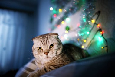 İskoç Fold kedi üzerinde Noel ışıkları bir çelenk ile arka plan bulanık. Hayvan portre. Yeni yıl