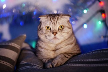 İskoç Fold kedi üzerinde Noel ışıkları bir çelenk ile arka plan bulanık. Hayvan portre. Yeni yıl