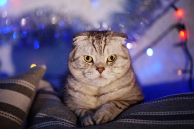 İskoç Fold kedi üzerinde Noel ışıkları bir çelenk ile arka plan bulanık. Hayvan portre. Yeni yıl