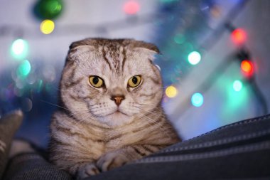 İskoç Fold kedi üzerinde Noel ışıkları bir çelenk ile arka plan bulanık. Hayvan portre. Yeni yıl