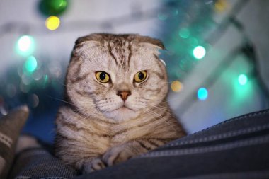 İskoç Fold kedi üzerinde Noel ışıkları bir çelenk ile arka plan bulanık. Hayvan portre. Yeni yıl