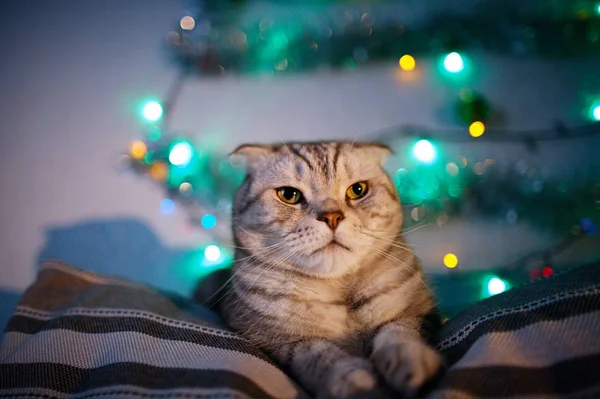 Scottish Fold Cat Blurred Background Garland Christmas Lights Animal Portrait — Stock Photo, Image