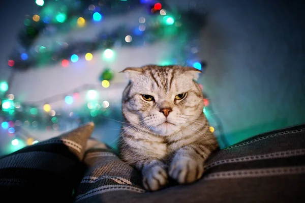 Scottish Fold Katt Suddig Bakgrund Med Krans Julbelysning Djur Porträtt — Stockfoto