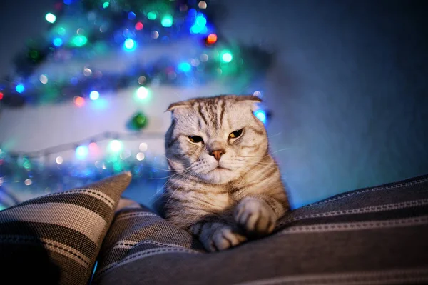 Scottish Fold Kočky Rozostřeného Pozadí Věnec Vánoční Osvětlení Zvířecí Portrét — Stock fotografie