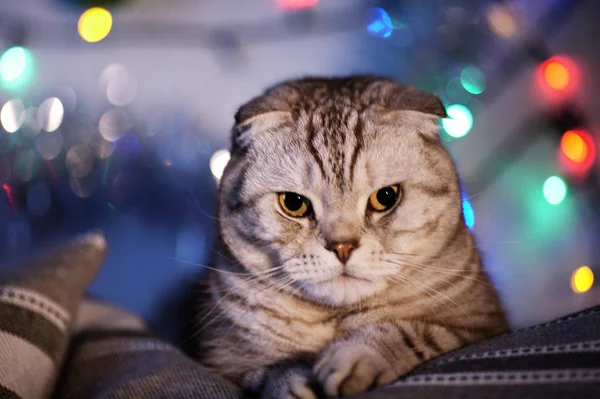 クリスマス ライトの花輪を持つ背景をぼかした写真のスコティッシュフォールドの猫 動物の肖像画 新しい年 — ストック写真