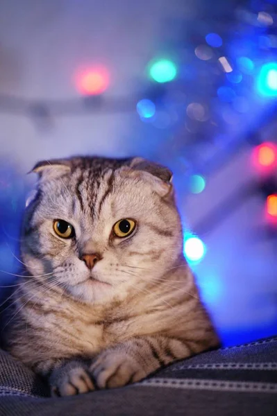 Scottish Fold Cat Blurred Background Garland Christmas Lights Animal Portrait — Stock Photo, Image