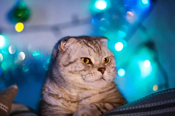 クリスマス ライトの花輪を持つ背景をぼかした写真のスコティッシュフォールドの猫 動物の肖像画 新しい年 — ストック写真