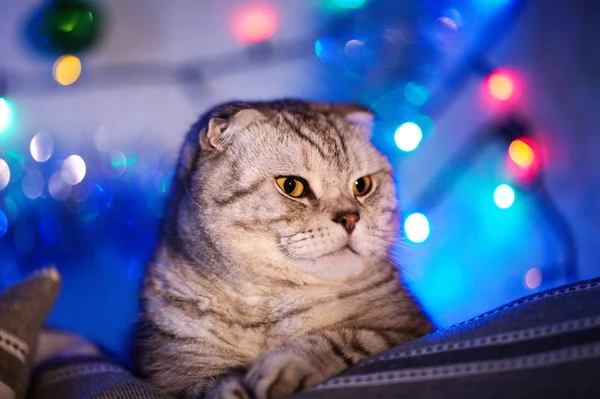 Scottish Fold Cat Blurred Background Garland Christmas Lights Animal Portrait — Stock Photo, Image