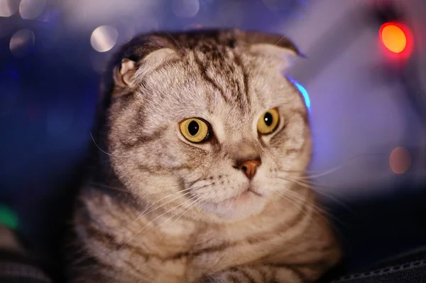 Scottish Fold Gatto Uno Sfondo Sfocato Con Una Ghirlanda Luci — Foto Stock