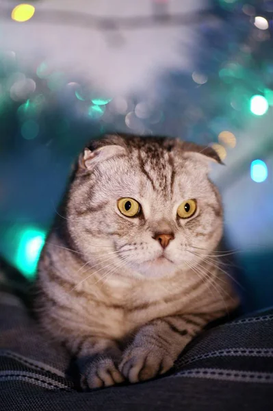 Skoç Fold Kedi Üzerinde Noel Işıkları Bir Çelenk Ile Arka — Stok fotoğraf