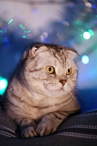 Scottish Fold Katt Suddig Bakgrund Med Krans Julbelysning Djur Porträtt — Stockfoto