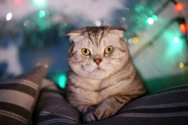 Gato Fold Escocés Sobre Fondo Borroso Con Una Guirnalda Luces —  Fotos de Stock