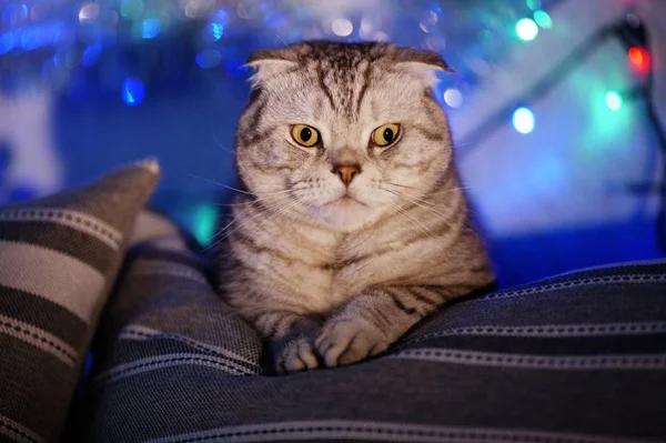 Scottish Διπλώνετε Γάτα Ένα Θολή Φόντο Μια Γιρλάντα Από Φώτα — Φωτογραφία Αρχείου