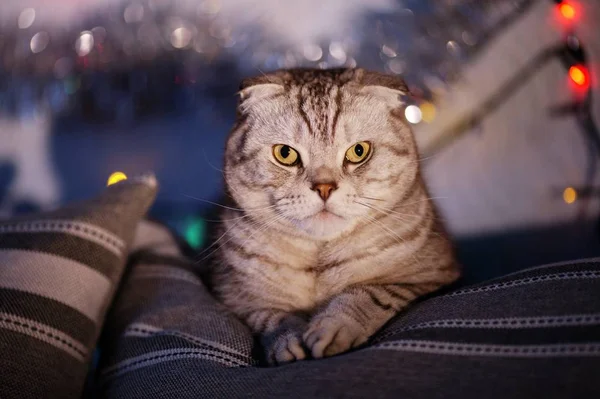 Scottish Fold Cat Blurred Background Garland Christmas Lights Animal Portrait — Stock Photo, Image