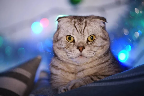 Scottish Διπλώνετε Γάτα Ένα Θολή Φόντο Μια Γιρλάντα Από Φώτα — Φωτογραφία Αρχείου