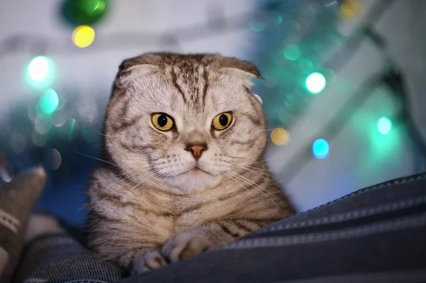 Skoç Fold Kedi Üzerinde Noel Işıkları Bir Çelenk Ile Arka — Stok fotoğraf