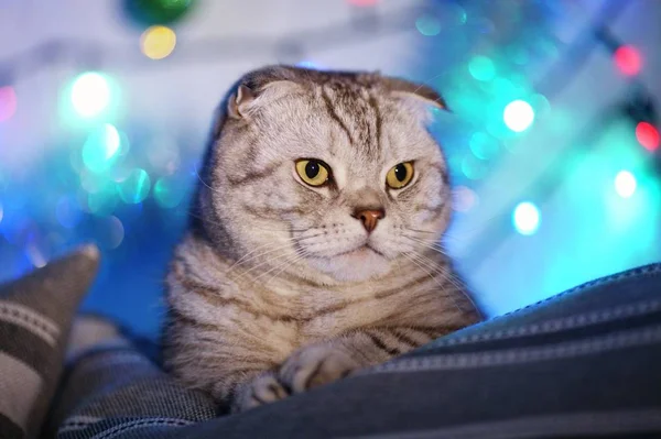 Gato Fold Escocés Sobre Fondo Borroso Con Una Guirnalda Luces —  Fotos de Stock