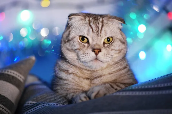 Scottish Fold Katt Suddig Bakgrund Med Krans Julbelysning Djur Porträtt — Stockfoto