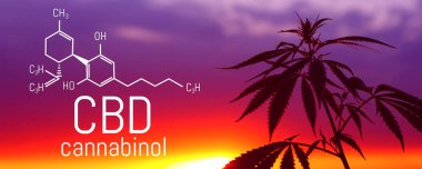 CBD yağı, Cannabidiol. Tıbbi esrar. Büyüyen premium ürün. Doğal esrar. Marihuana yaprağı.