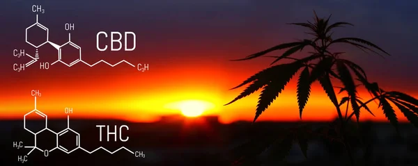 Premium esrar ürün, formül cbd ve thc. Tetrahidrokanabinol, cannabidiol esrar molekül