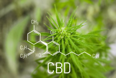 Kimya esrar. CBD cannabidiol formülü. Bilim, araştırma esrar. Kenevir ve yeşil Gence tematik fotoğraflar. Arka plan resmi