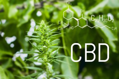Molecular structure chemistry formula CBD cannabidiol. Science, research marijuana, cannabis. Thematic concept photos of hemp and ganja
