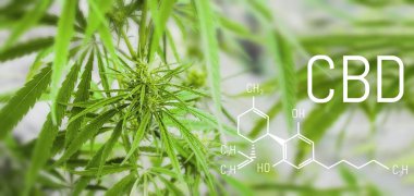 Cbd esrar molekülü. Kannabidiol kimyasal formülü. Bulanık bir arka plan üzerinde marihuana bitki