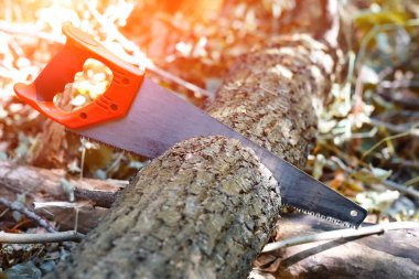 El testere üzerinde doğal bulanık arka plan üzerinde Ahşap ahşap kesim