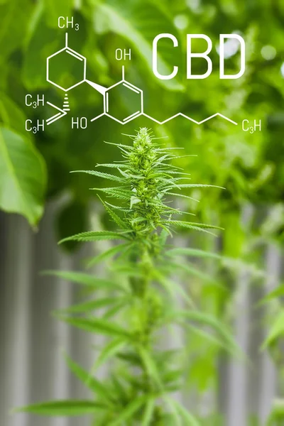 Kimya esrar. CBD cannabidiol formülü. Bilim, araştırma esrar. Kenevir ve yeşil Gence tematik fotoğraflar. Arka plan resmi