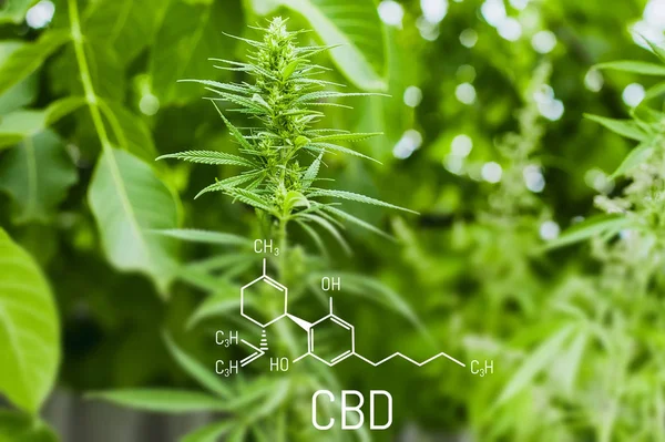 Chemistry cannabis. Cbd cannabidiol formula. Science, research marijuana. Thematic photos of hemp and green ganja. Background image