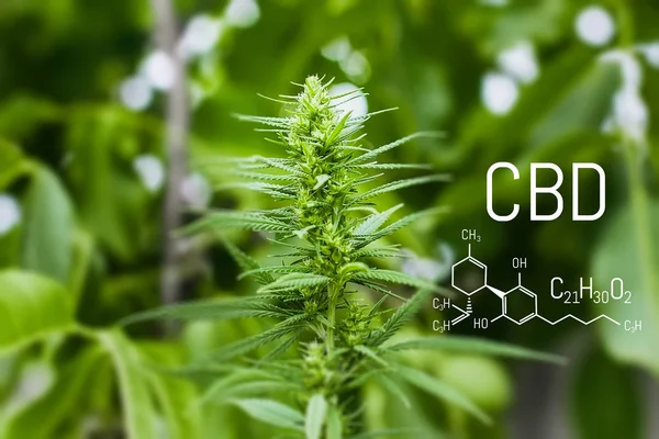 Molecular structure chemistry formula CBD cannabidiol. Science, research marijuana, cannabis. Thematic concept photos of hemp and ganja