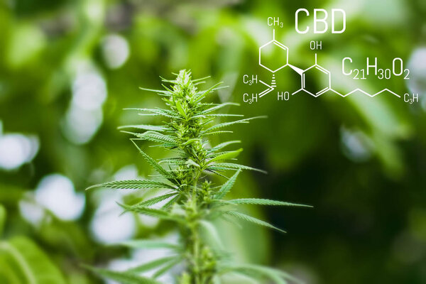 Формула химии молекулярной структуры CBD каннабидол. Наука, исследования марихуаны, конопли. Тематические концептуальные фотографии конопли и ганжи
