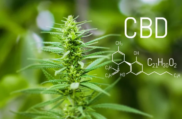 Molecular structure chemistry formula CBD cannabidiol. Science, research marijuana, cannabis. Thematic concept photos of hemp and ganja