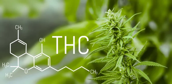Tetrahydrokannabinol Medyczny Wzór Chemiczny Thc Rosnące Premii Marihuany Produktów Konopi — Zdjęcie stockowe