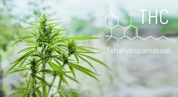 Medizinisches Tetrahydrocannabinol Chemische Formel Thc Anbau Hochwertiger Marihuana Und Cannabisprodukte — Stockfoto