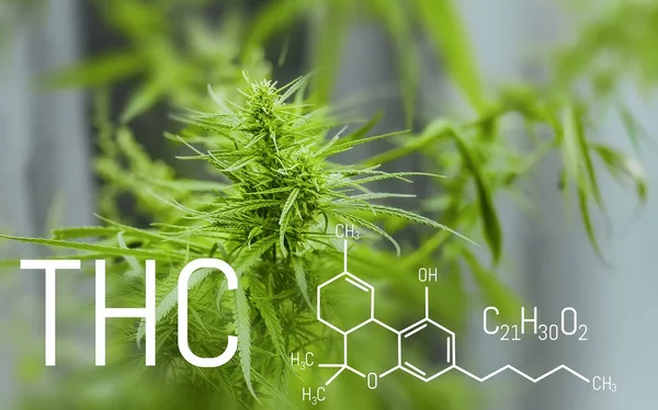 Tetrahydrocannabinol cannabis drug molecule. Chemical formula of THC. Marijuana plant on a blurred background. Thematic photo to legalize a plant. Background cap site or wallpaper panoramic