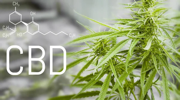 Konopí Vzorců Cbd Strukturální Model Molekuly Cannabidiol Ropné Výrobky Konopí — Stock fotografie