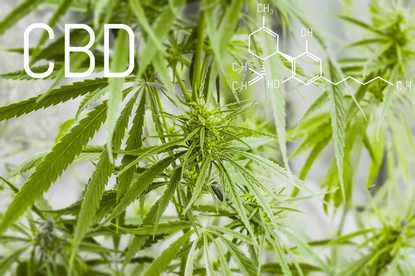 CBD cannabis molecule. Chemical formula of cannabidiol. Marijuana plant on a blurred background