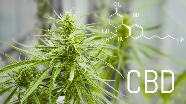 Cannabis Formula Cbd Structural Model Cannabidiol Molecule Oil Hemp Products — Stock Photo, Image