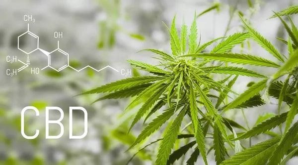 Cannabis Formule Cbd Strukturní Model Molekuly Kanoidiolu Léčitelná Koncepce Marihuany — Stock fotografie