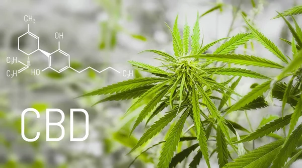 Formül Cbd esrar. Kannabidiol molekülünün yapısal modeli. Şifa esrar kavramı