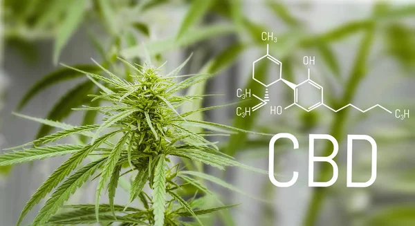 Cannabis Formule Cbd Strukturní Model Molekuly Kanoidiolu Léčitelná Koncepce Marihuany — Stock fotografie