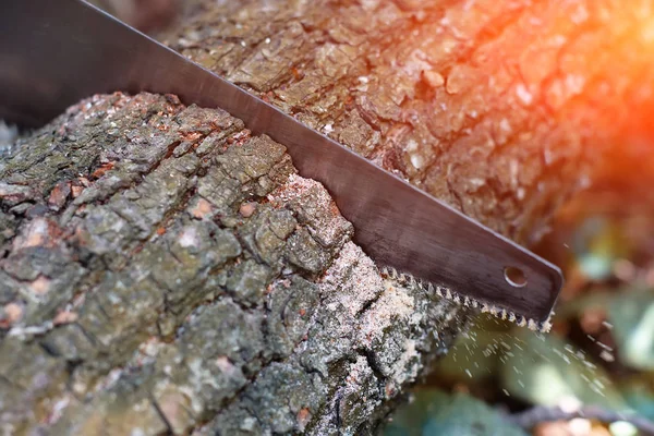 Hand hacksaw on wooden wood cutting on natural blurred background