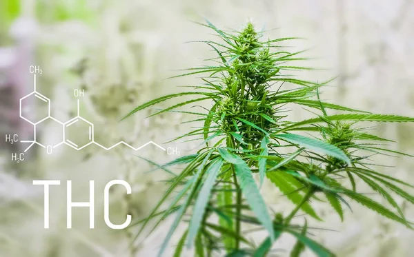 THC